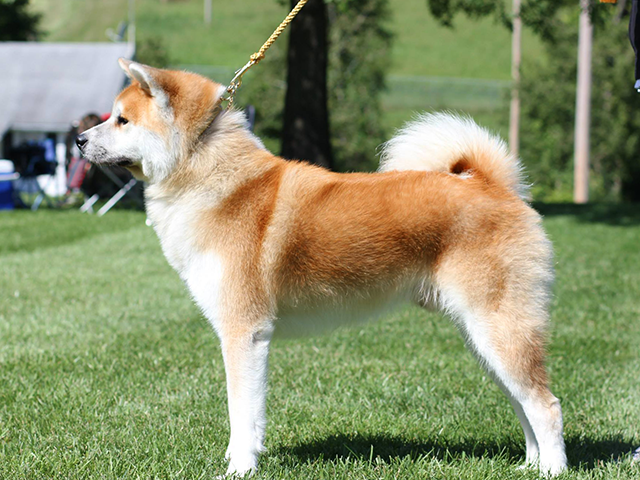 Gold leash and collar for a red dog.