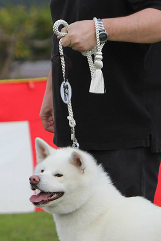 Silver leash and collar for white or brindle dog.