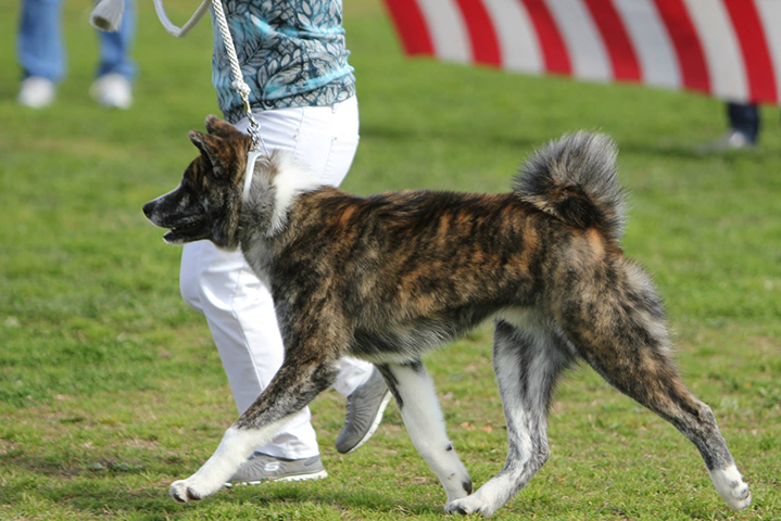 When in motion, the collar and chain can be seen.