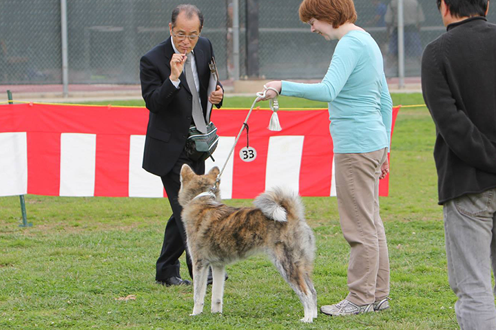 The traditional collar presents the dog with a full face.